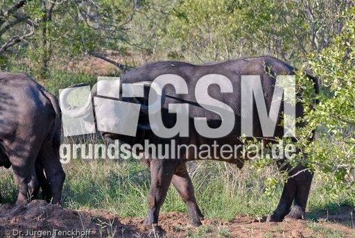 Afrikanischer Büffel (22 von 102).jpg